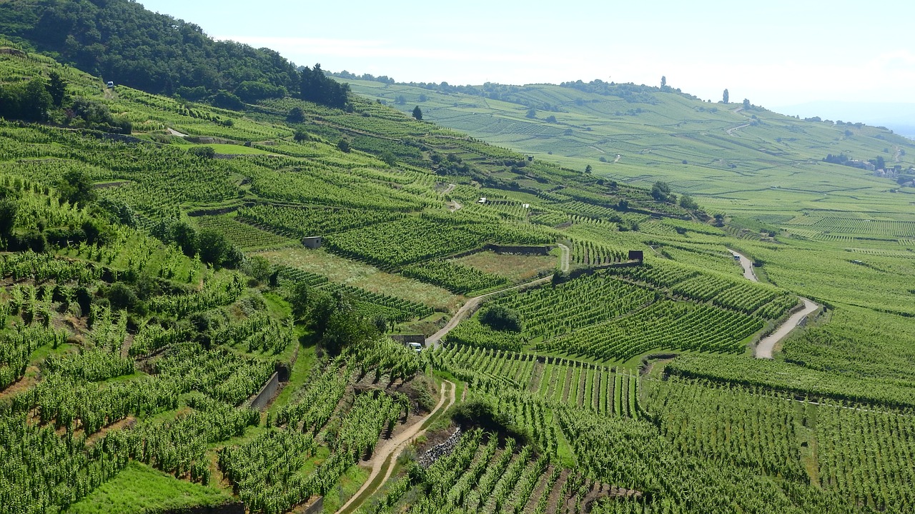 Découvrir la route des vins d’Alsace